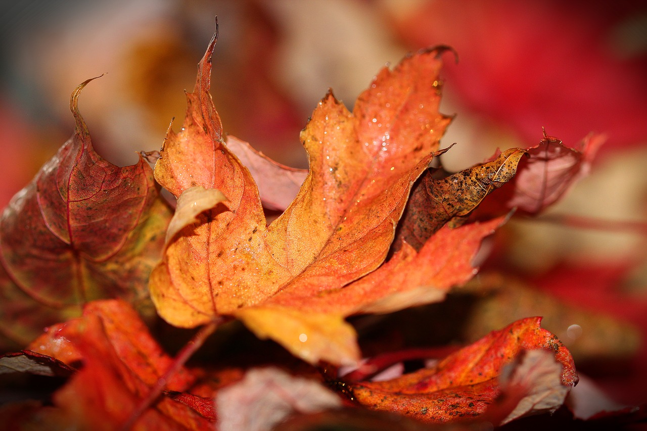 autumn-leaves-1693663_1280