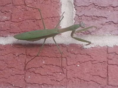 2015-10-09_GoodLuckPrayingMantisOnHouse 2015-10-09_GoodLuckPrayingMantisOnHouse