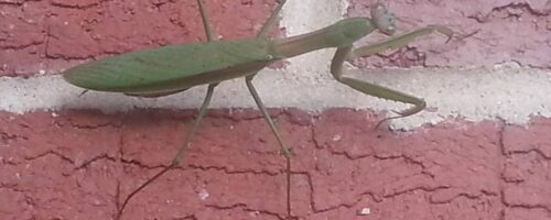 2015-10-09_GoodLuckPrayingMantisOnHouse