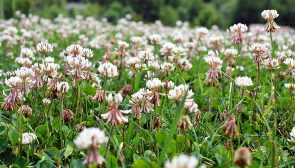2016-07-02_ExcursionToThePark-1_v2_680w