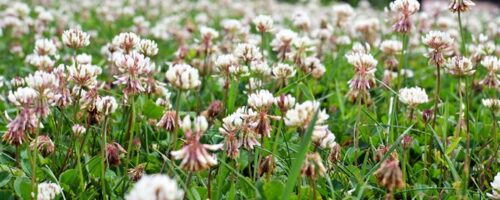 2016-07-02_ExcursionToThePark-1_v2_680w