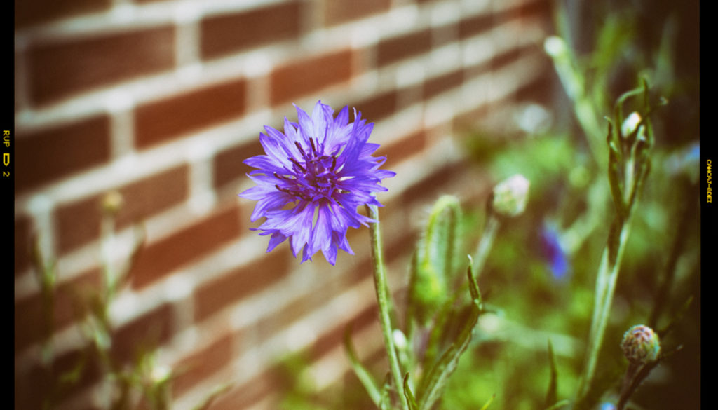 2017-07-01_Wildflowers-(1)_EDIT