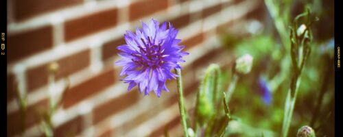 2017-07-01_Wildflowers-(1)_EDIT