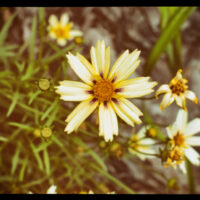 2017-07-01_Wildflowers-9_EDIT