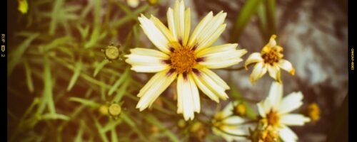 2017-07-01_Wildflowers-9_EDIT