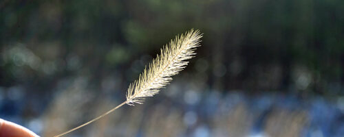 2018-03-04_HikingThroughWoods-(52)