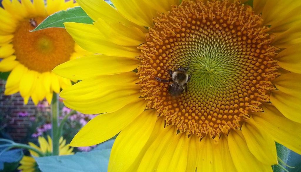 20399034_346690779084216_1498429087876644864_n 20399034_346690779084216_1498429087876644864_n