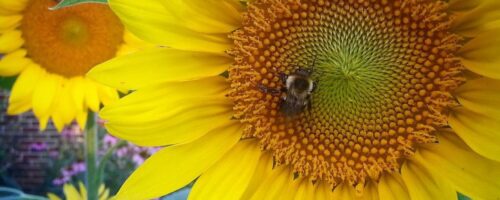 20399034_346690779084216_1498429087876644864_n