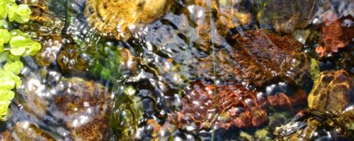 Thing_Nature_CloseupOfPondStream_c