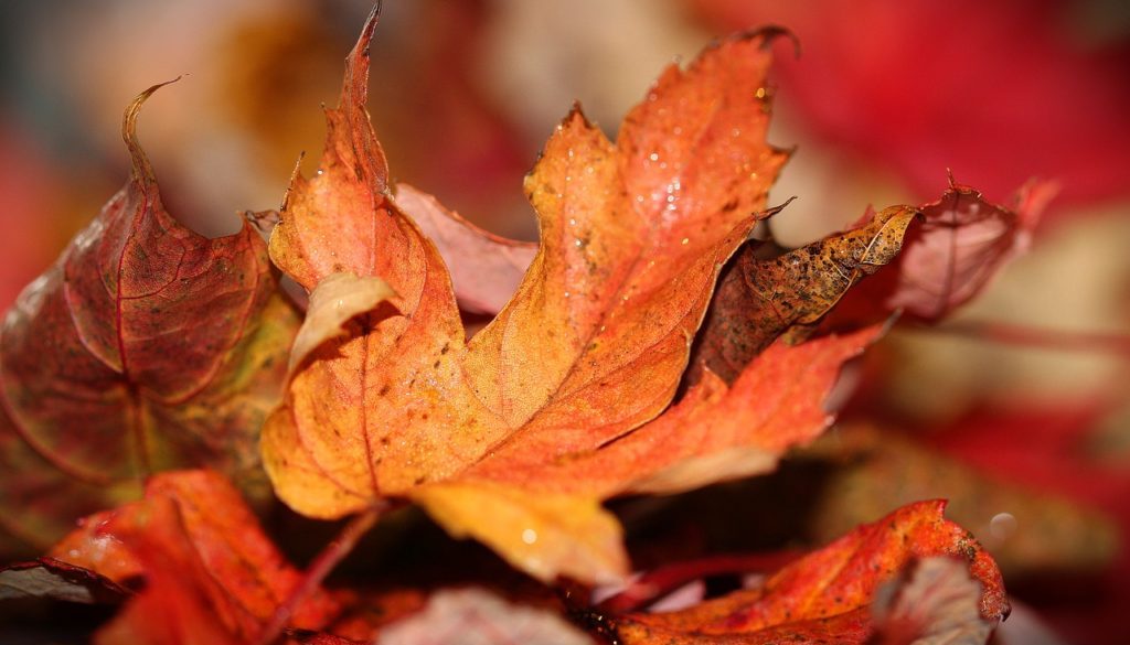 autumn-leaves-1693663_1280