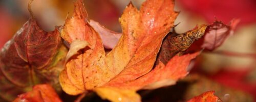 autumn-leaves-1693663_1280