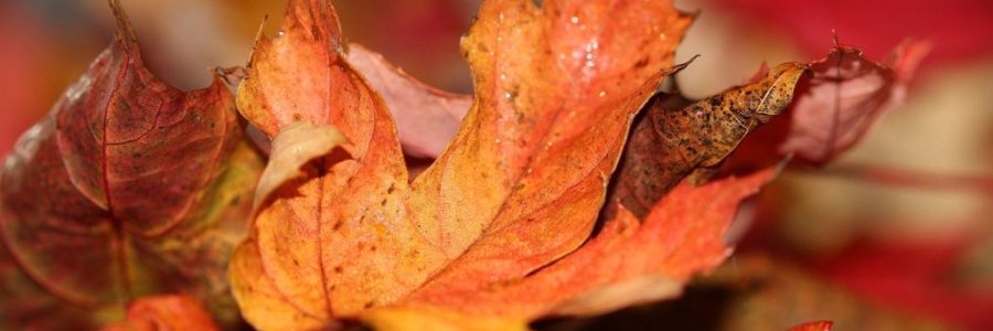 autumn-leaves-1693663_1280