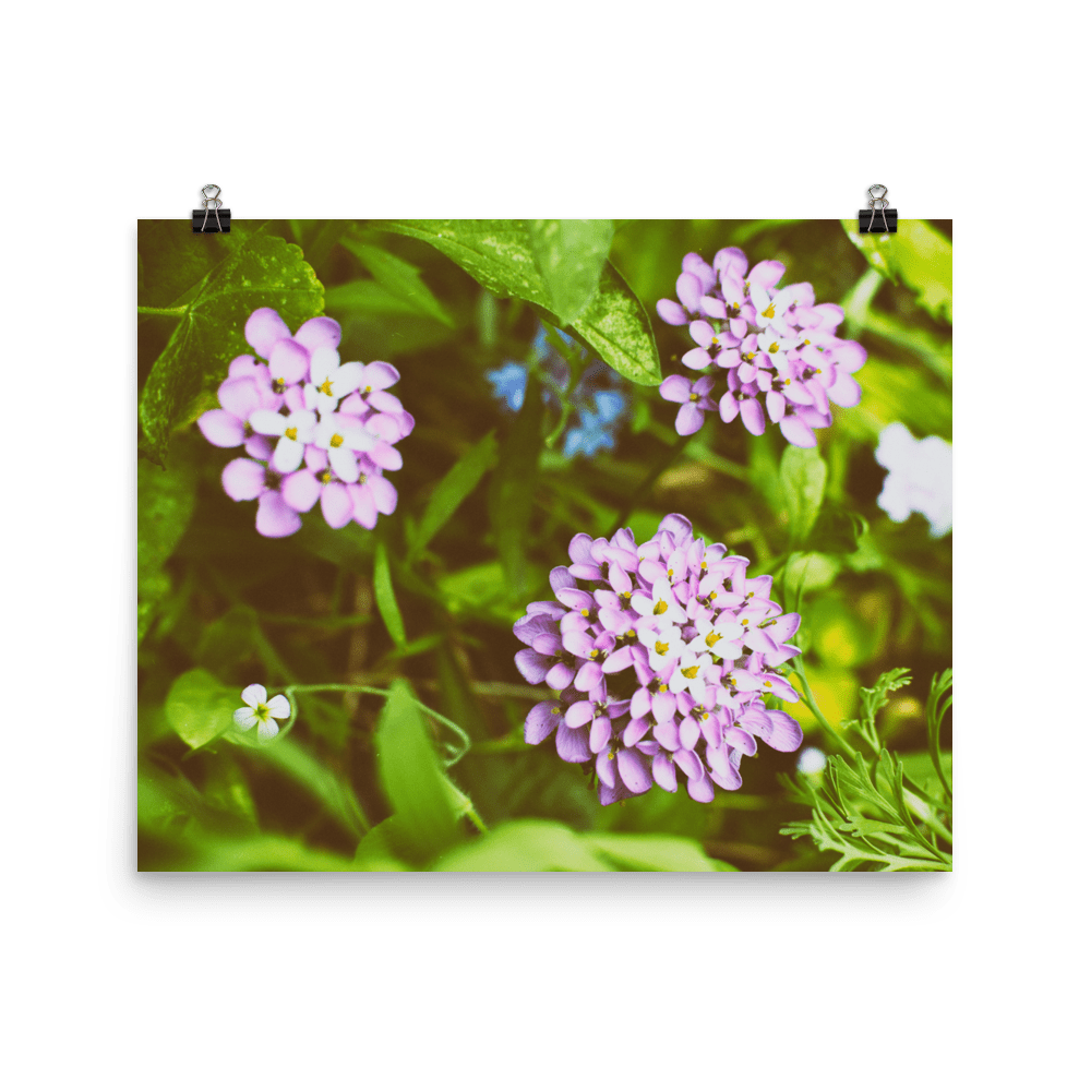 Purple Zinnia | Wildflower Photo Poster