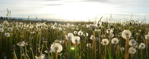 new-life-1207327_1280